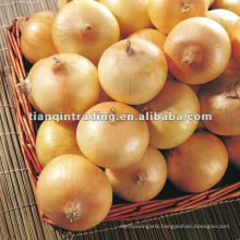 new crop fresh onion